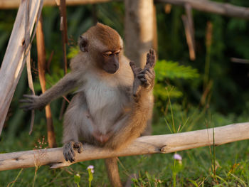 Close-up of monkey on tree branch