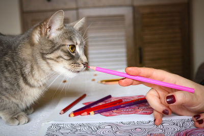 A woman and a tabby cat playing with a pencil