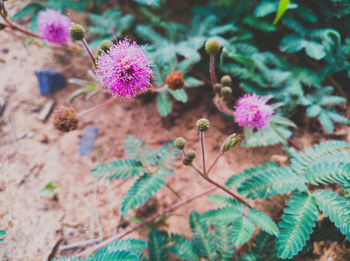 Close-up of pink flowering plant