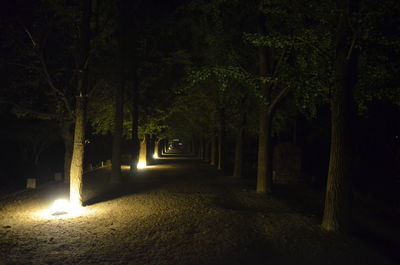 Street amidst trees in park at night