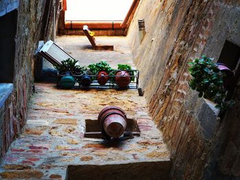 Potted plants outside house