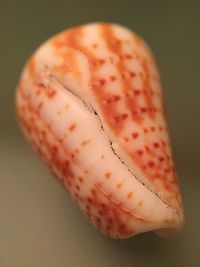 Close-up of bananas