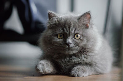 Portrait of cat with kitten