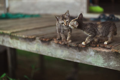 Cat lying on wood