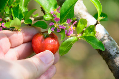 Close-up of hand holding fruit