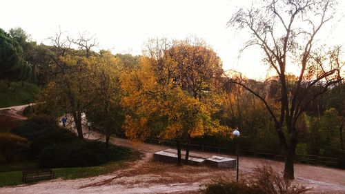 Scenic view of trees in park