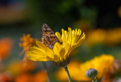 Close-up of butterfly pollinating on yellow flower