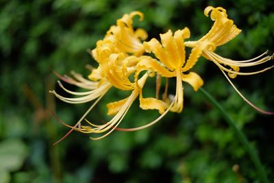 Close-up of yellow flowers