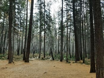 Trees in forest