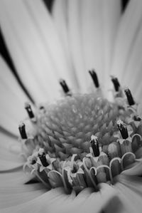 Close-up of a flower