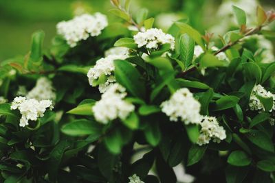 Close-up of white flowering plants