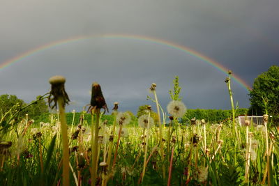 Scenic view of rainbow against sky