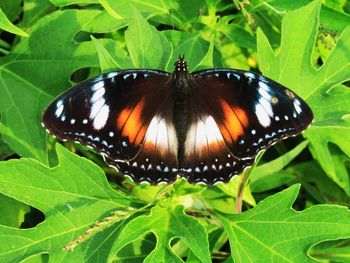 Close-up of butterfly on leaf