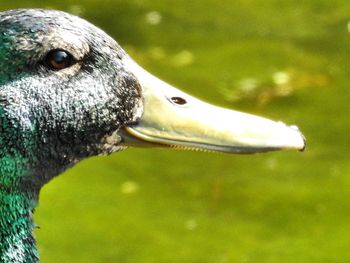 Close-up of duck swimming