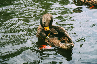 Duck swimming in lake