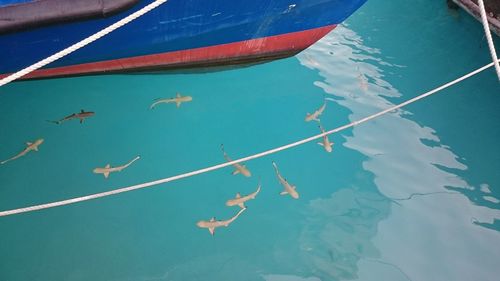 High angle view of swimming pool