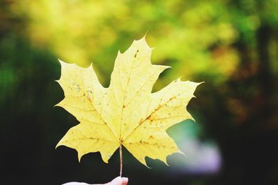Close-up of maple leaf