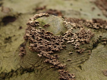 Close-up of lizard on tree trunk