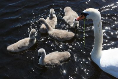 Ducks swimming in lake