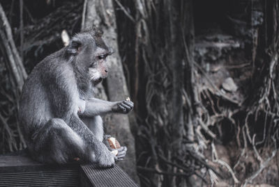 Monkey eating and sitting on tree trunk