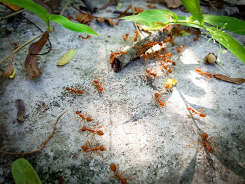 High angle view of ant on leaves