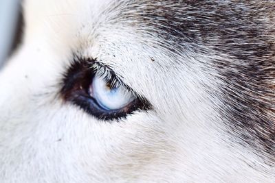 Close-up of dog eye