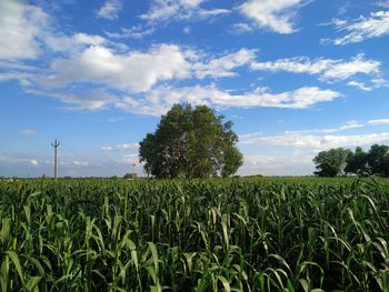 Crops growing on field against sky