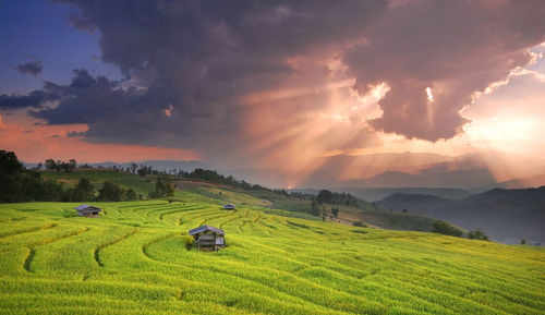 Scenic view of tea plantation against cloudy sky during sunset