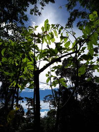 Low angle view of trees against sky