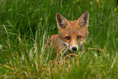 Close-up portrait of fox amidst grass on land