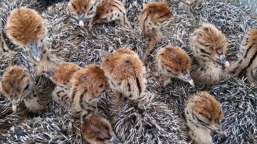 High angle view of birds on field