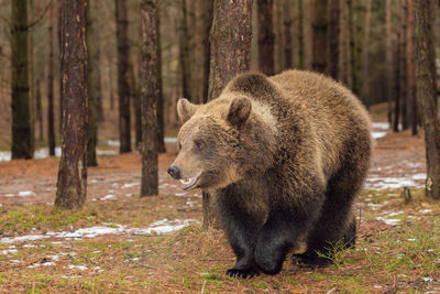 Lion walking in a forest