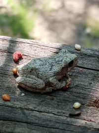 Close-up of insect on wood