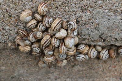 Close-up of snake on wall