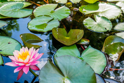 Close-up of lotus water lily in lake