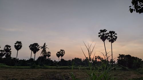 Palm trees on field against sky at sunset