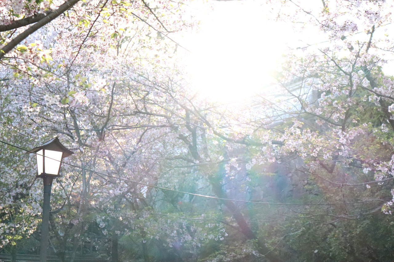 LOW ANGLE VIEW OF CHERRY BLOSSOM IN FOREST