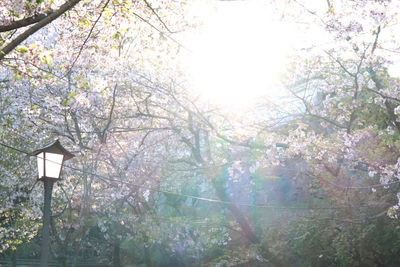 Low angle view of cherry blossoms in forest