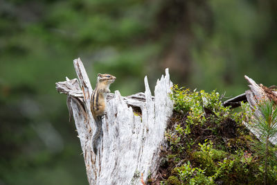 Close-up of bird perching on tree trunk