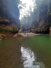 Scenic view of river flowing in forest