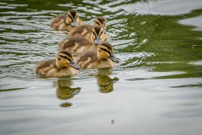 Ducklings swimming in lake