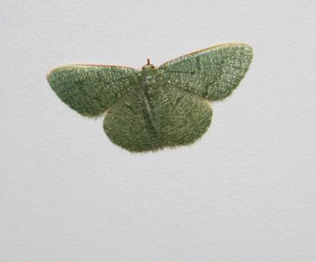 High angle view of butterfly on white background