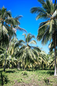 Palm trees against clear blue sky