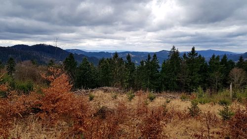 Plants growing on land against sky