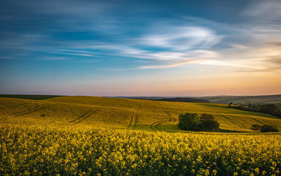 Scenic view of oilseed rape field against sky