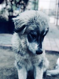 Close-up portrait of dog