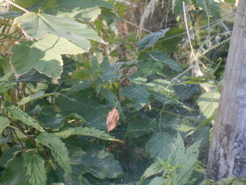 plant