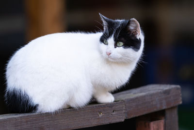 Cat sitting on bench