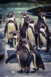 Full length of a birds in water