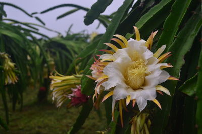 Close-up of white flowering plant